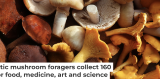 Pennsylvania is home to a diverse range of wild mushrooms, both edible and poisonous. Vaivirga/iStock/Getty Images Plus